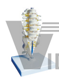 The model of lumbar sacrum